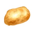 Potatoes, raw vegetable watercolor illustration on white background.