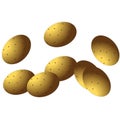 Potatoes on the white background. Isolated potatoes. Vector illustration Royalty Free Stock Photo