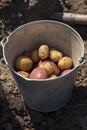 Potatoes on the white background