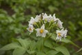 Potatoes bloom on garden. A Flowering potatoes on a july day