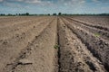 Potatofield in dry ground