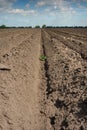 Potatofield in dry ground