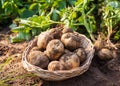 Potatos in basket Royalty Free Stock Photo