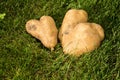 Potatos hearts in the grass. Royalty Free Stock Photo