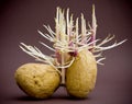 Potatos sprouting roots Royalty Free Stock Photo