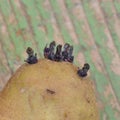 Potatos sprouting roots Royalty Free Stock Photo