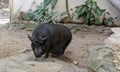 Potbellied black pig having a meal
