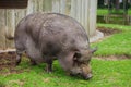 Potbellied pig Royalty Free Stock Photo