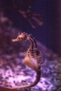 Potbellied seahorse Hippocampus abdominalis