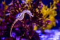 Potbelly Seahorse in Aquarium Royalty Free Stock Photo