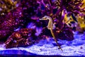 Potbelly Seahorse in Aquarium Royalty Free Stock Photo