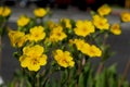 The bright yellow flowers of Shrubby Cinqufoil, Potentilla fruticosa