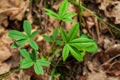 Potentilla alba - a species of rhizomatous perennial from the rose family Royalty Free Stock Photo