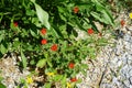 Potentilla atrosanguinea blooms in June. Germany