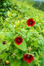 Potentilla atrosanguinea, the dark crimson cinquefoil, Himalayan cinquefoil, or ruby cinquefoil, is a species of Potentilla found