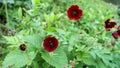 Potentilla atrosanguinea, the dark crimson cinquefoil, Himalayan cinquefoil, or ruby cinquefoil, is a species of Potentilla found