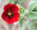 Potentilla atrosanguinea, Himalayan cinquefoil, Ruby cinquefoil