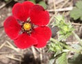 Potentilla atrosanguinea, Himalayan cinquefoil, Ruby cinquefoil