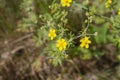 Potentilla cinquefoil