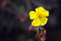Potentilla erecta Royalty Free Stock Photo
