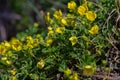 Potentilla erecta, Common Tormentil, Rosaceae. Wild plant shot in summer Royalty Free Stock Photo