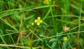 Potentilla erecta