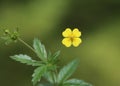 Potentilla erecta (tormentil) Royalty Free Stock Photo