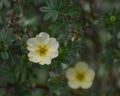 Potentilla Fruticosa Abbotswood Flowering Shrub