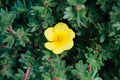 Potentilla fruticosa Elizabeth