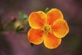 Potentilla fruticosa flower