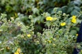 Potentilla fruticosa Goldstar Shrubby Cinquefoi plant in garden