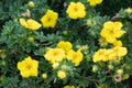 Potentilla fruticosa Goldstar Shrubby Cinquefoil in England Royalty Free Stock Photo