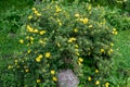 Potentilla fruticosa Goldstar Shrubby Cinquefoil in England Royalty Free Stock Photo