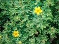 Potentilla fruticosa Goldstar Shrubby Cinquefoil