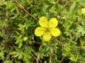 Potentilla fruticosa 'Katherine Dykes' Royalty Free Stock Photo