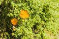 Potentilla fruticosa L. Royalty Free Stock Photo