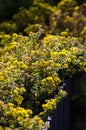 Potentilla fruticosa shrub