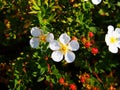 Potentilla fruticosa 'Abbotswood'