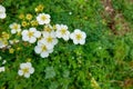 Potentilla glabra Royalty Free Stock Photo