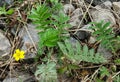 Potentilla goose - yellow flower in bloom