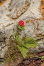 Indian strawberry