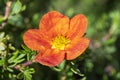 Potentilla `Red Ace`