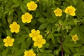 Potentilla reptans Royalty Free Stock Photo