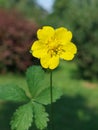 Potentilla reptans