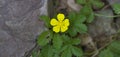 Potentilla reptans