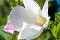 Potentilla tabernaemontani flower close-up Royalty Free Stock Photo