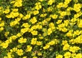 Potentilla tabernaemontani, yellow spring flower, small blossom Royalty Free Stock Photo