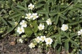 Potentilla tridentata Nuuk