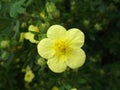 Potentilla. Yellow flower. Urban plants. City nature