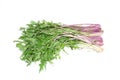Potherb mustard in a white background Royalty Free Stock Photo